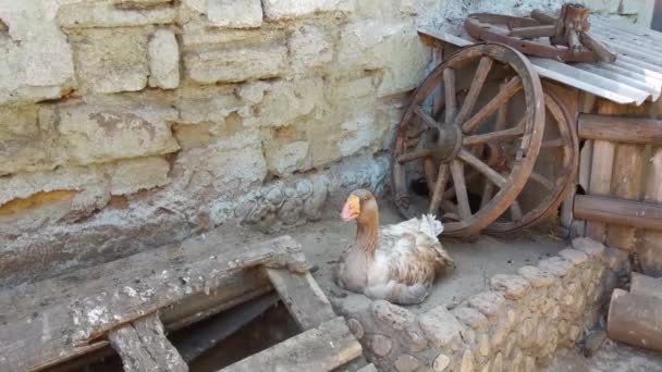 Ganso Cinzento Senta Quintal Pássaros — Vídeo de Stock