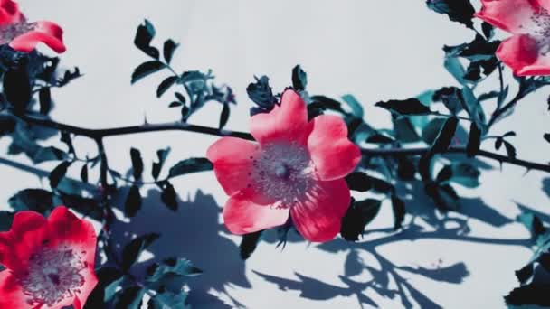 Églantier Rose Rose Chien Fleur Gros Plan Sur Fond Blanc — Video