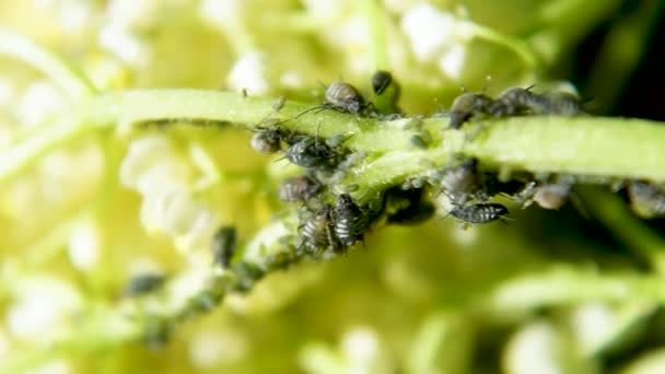 Aphids Uma Folha Verde Natureza Macro — Vídeo de Stock