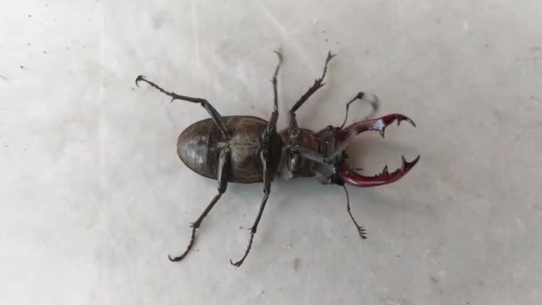 Kever Zijn Rug Hertenkever Lucanus Cervus Een Witte Achtergrond — Stockvideo