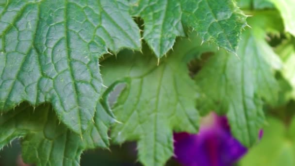 Kłujące Kwiaty Ciernistymi Liśćmi Zielone Tło — Wideo stockowe