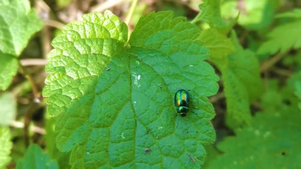 葉に這う緑の甲虫 — ストック動画