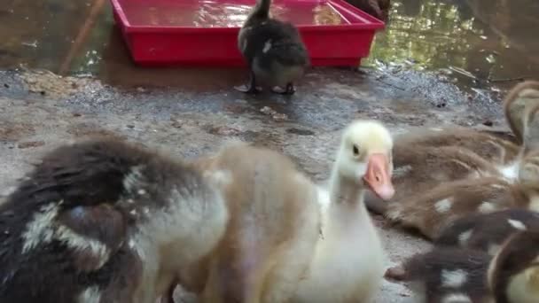 Ducklings Yard Water Tank — Stock video