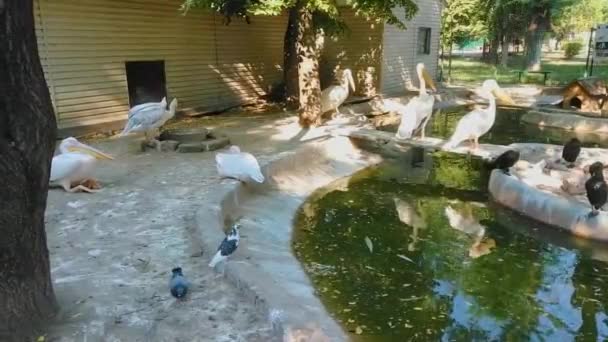 Grande Pelicano Branco Sentado Borda Água — Vídeo de Stock