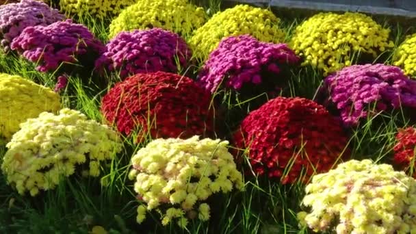 Mooie Bos Van Frisse Bloeiende Kleurrijke Chrysant Bloemen Close Bovenaanzicht — Stockvideo