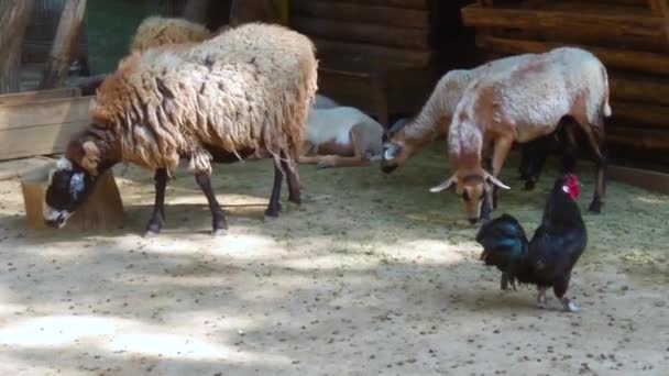 Ovinos Com Cordeiros Paddock Country Farmland — Vídeo de Stock