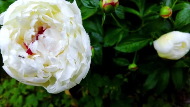 Квітка Білих Півоній Природою Роси — стокове відео