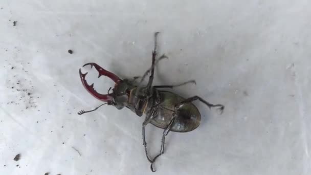 在它的背上有甲虫 在白色的背景上有雄鹿甲虫 金丝虫 — 图库视频影像
