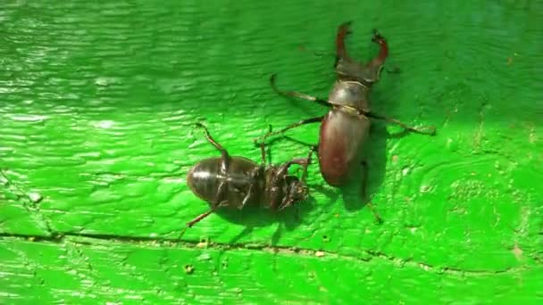 Escarabajo Espalda Escarabajo Ciervo Lucanus Cervus Sobre Fondo Verde — Vídeos de Stock