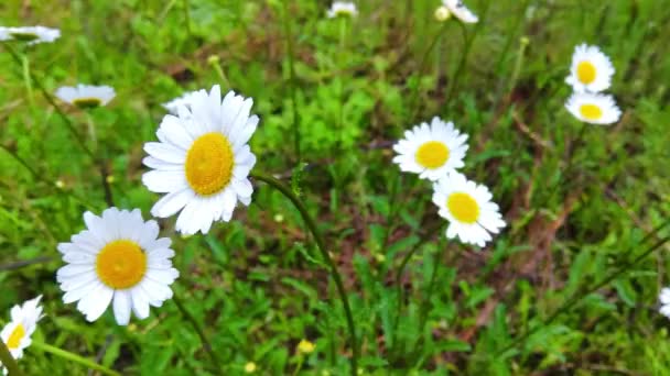 Blanc Camomille Fleur Pétales Prairie — Video