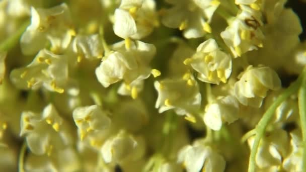 Красива Лілія Квітів Долини Фон Крупним Планом — стокове відео