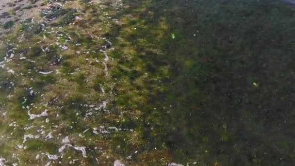 Poluição Doméstica Pelo Mar Lixo Plástico Espuma Algas Marinhas Resíduos — Vídeo de Stock