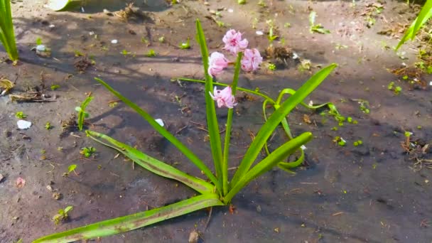 Hyacinth Spring Flower Garden — Stock Video