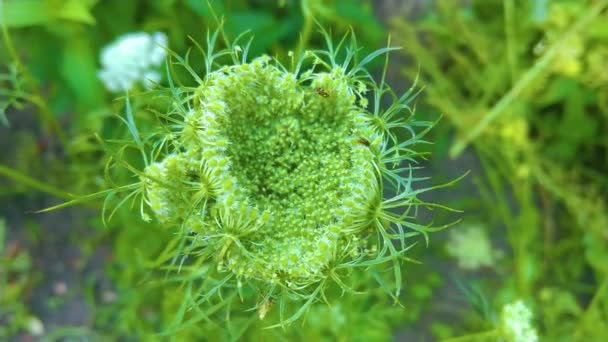Fehér Kaporvirág Friss Egészséges Gyógynövények Esernyő Alakú Magokkal Nőnek Kertben — Stock videók