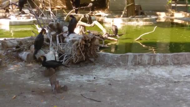 Cormorant Besar Phalacrocorax Karbo Duduk Cabang — Stok Video