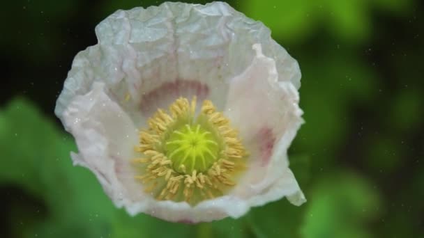 花园内的特写粉红罂粟花 — 图库视频影像