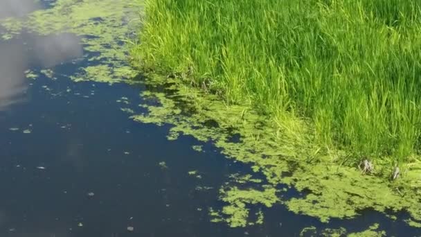 Vlaštovky Při Letu Nad Jezerem — Stock video