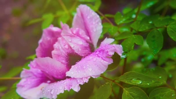 粉红色和黄色牡丹花的遮掩 具有叶状背景的牡丹花 — 图库视频影像