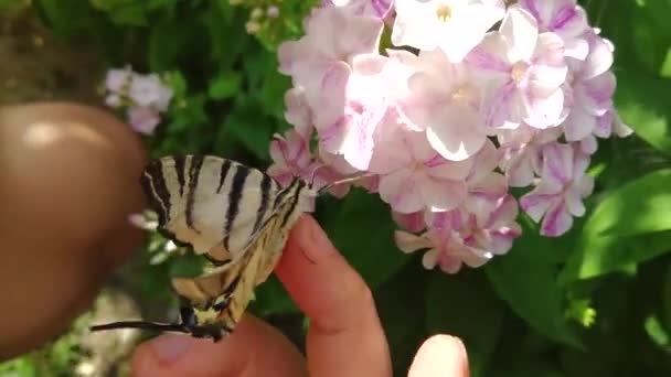 Nyelőfarok Pillangó Papilionidae Kézen Rózsaszín Virág — Stock videók