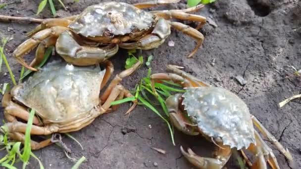 Kepiting Berjalan Tanah Pasir Alam — Stok Video