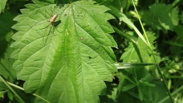 绿色叶子自然上的蜘蛛 — 图库视频影像