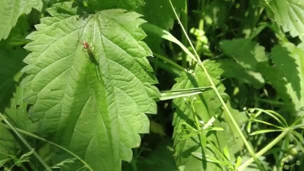 Ragno Sulla Natura Foglia Verde — Video Stock