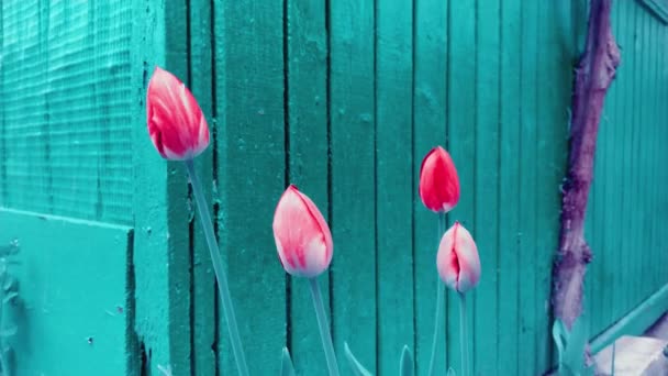 Printemps Fleur Tulipe Rouge Dans Jardin — Video
