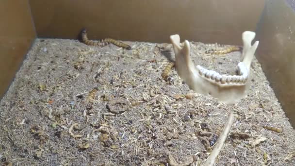 Mealworm Larvy Pro Krmení Zvířat Mnoho Červů Písku — Stock video