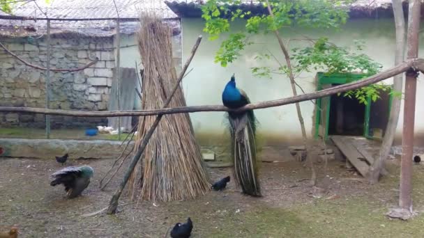 Paon Oiseau Assis Sur Branche Jardin — Video