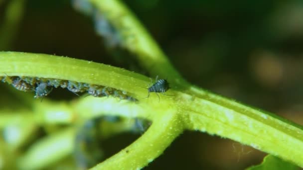 Aphids Green Leaf Nature Makro — Stock video