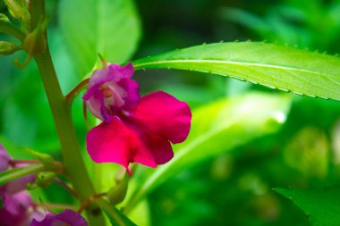 Bahçedeki pembe çiçekleri kapatın.