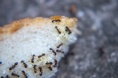 Yakın plan karıncalar taze ekmek yiyorlar.