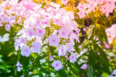 Bahçede beyaz Phlox çiçeği