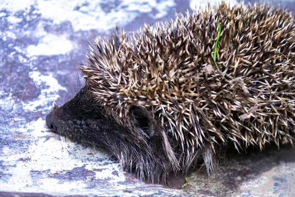 Small Hedgehog Nature Closeup — Stock Photo, Image