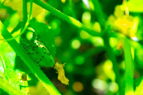 Gurkenpflanze Sommergarten — Stockfoto