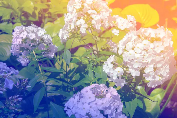White Phlox Flower Garden — Stock Photo, Image