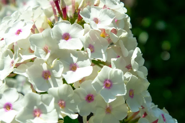 Белый Цветок Флокс Саду — стоковое фото