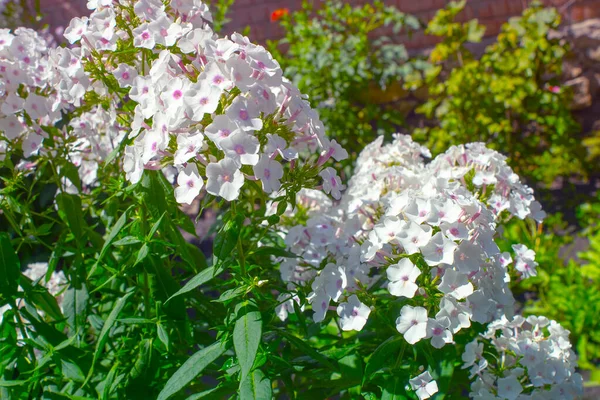 Weiße Phlox Blume Garten — Stockfoto