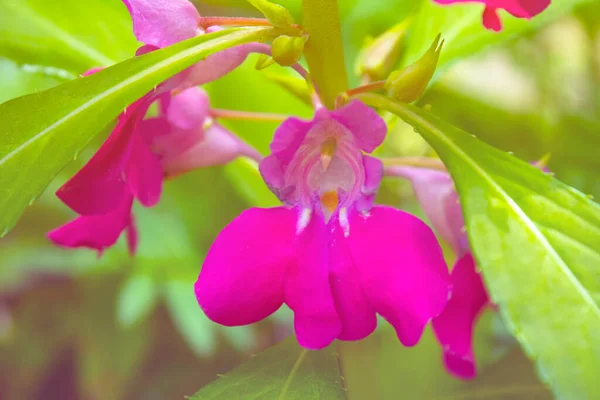 Primer Plano Flores Color Rosa Jardín —  Fotos de Stock