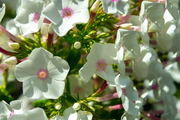 Flor Phlox Blanco Jardín —  Fotos de Stock