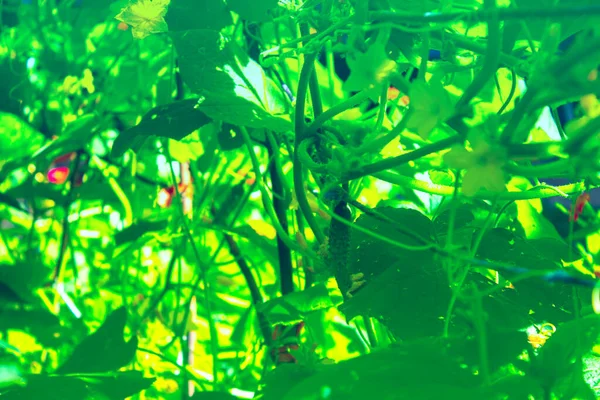 夏园里的黄瓜 — 图库照片