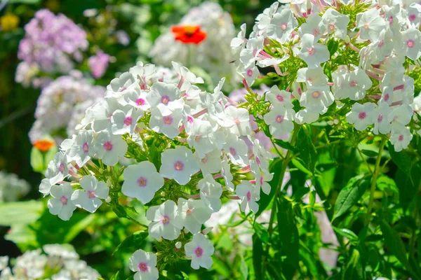 Flor Phlox Blanco Jardín —  Fotos de Stock