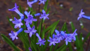 Bahçedeki sümbül bahar çiçeği