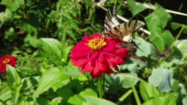 Kırlangıç Kelebek Papilionidae kırmızı çiçekte