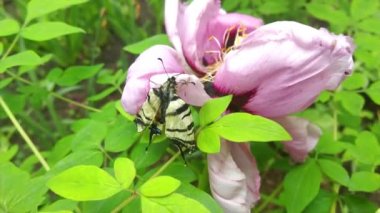 Pembe çiçekte beyaz büyük kelebek
