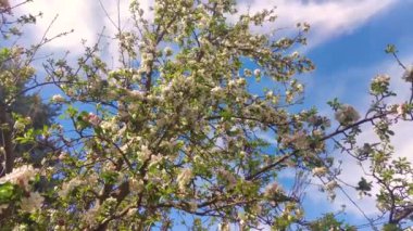 Pembe çiçekler, bahar bahçesinde çiçek açan elma ağaçları.