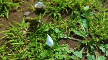 Güneşli bir yaz gününde güzel, parlak bir Shafer böceği (Cetonia Aurata)