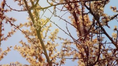 Bahar ağacı dalında pembe çiçekler