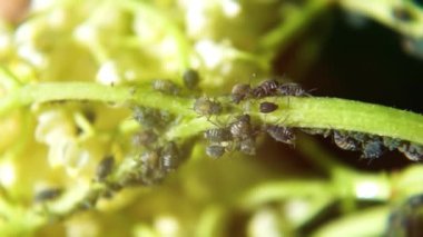 Doğada yeşil bir yaprak bitleri. Makro