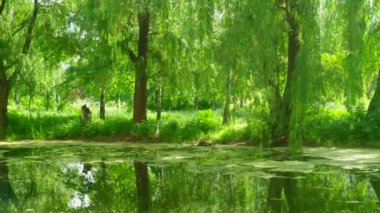 Beyaz balıkçıl kuşu yeşil bir gölette